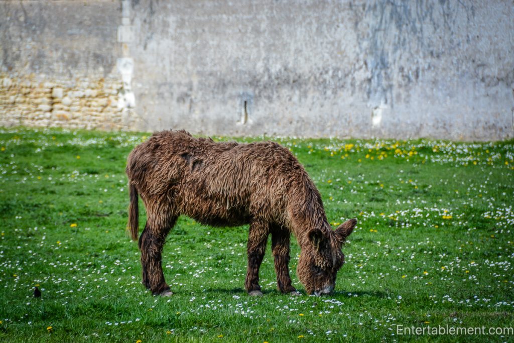 A shaggy brown Poitou donkey grazes peacefully in a grassy paddock dotted with daisies near the Chenonceau orchard.