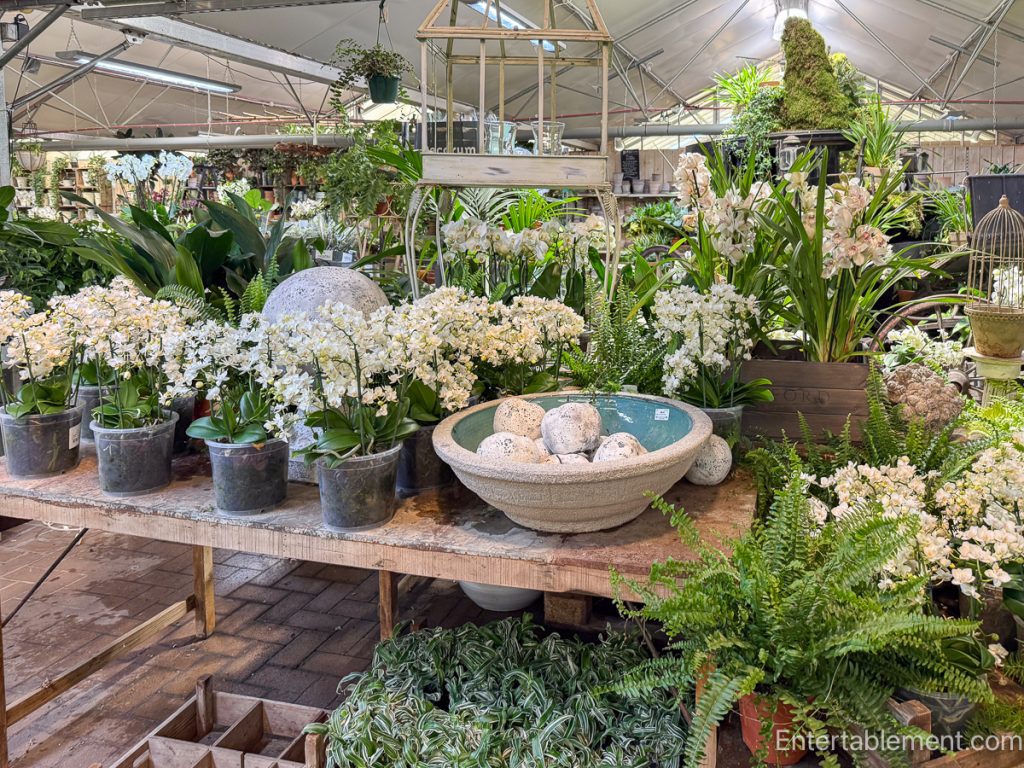 Indoor plant area with orchids, ferns, and decorative stone planters.
