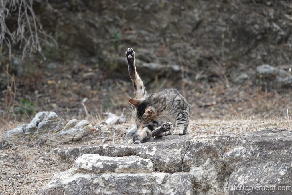 Tabby cat grooming itself while perched on weathered stone blocks in the ruins of Athens.