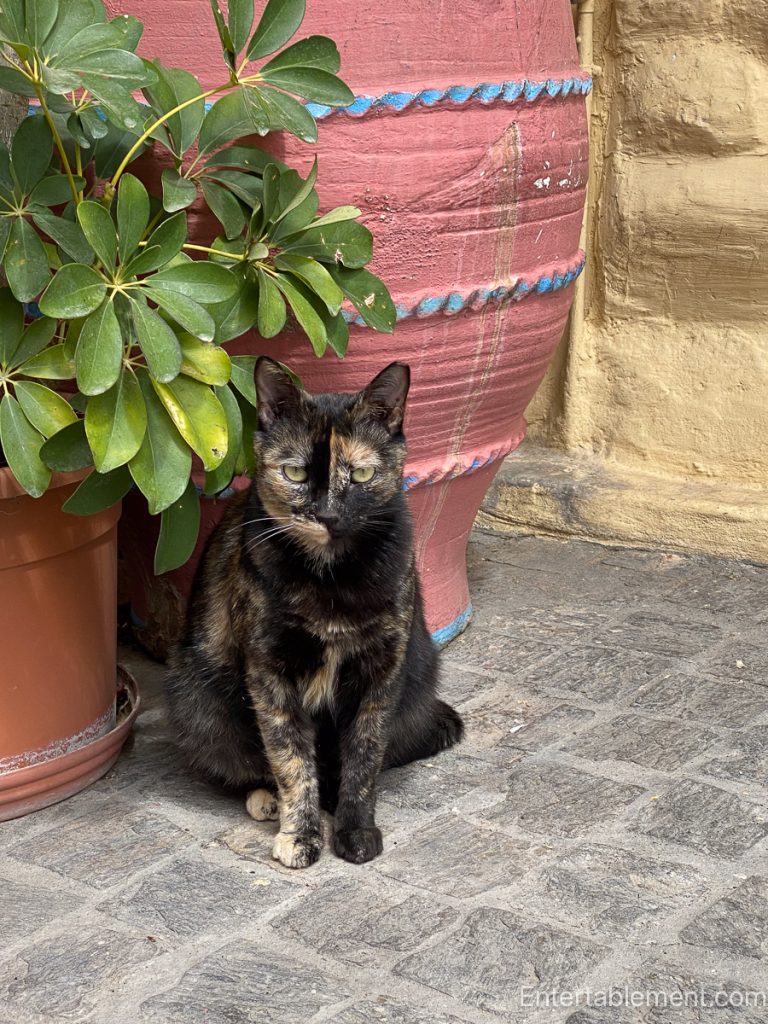Tortoiseshell cat sitting on a stone pavement beside a large terracotta pot and leafy plant in Athens.