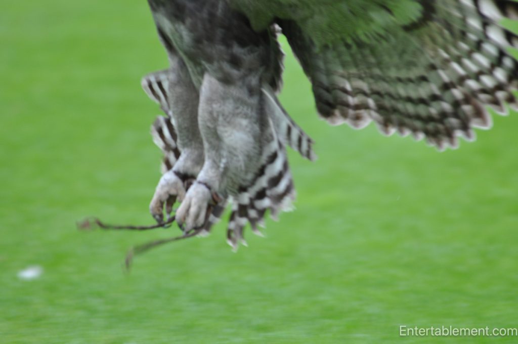 Falconry demonstration at Warwick Castle featuring a trained bird of prey in flight